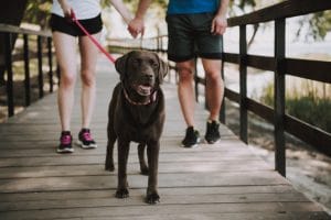 promener son animal canin en public