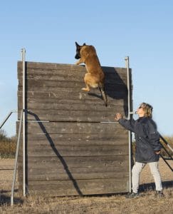 dressage d'un chien avec son maître