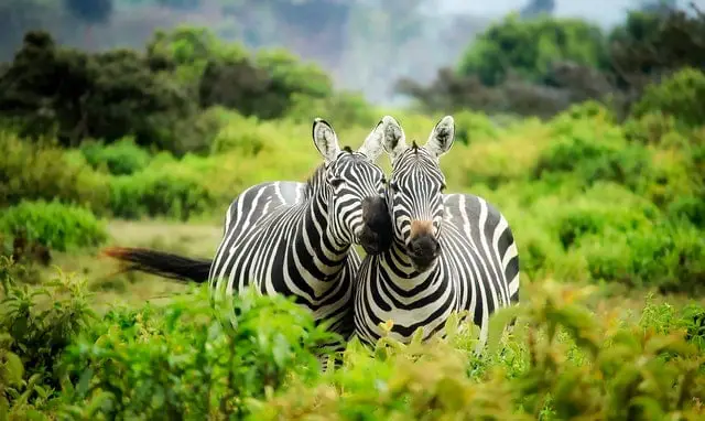 parc national serengeti