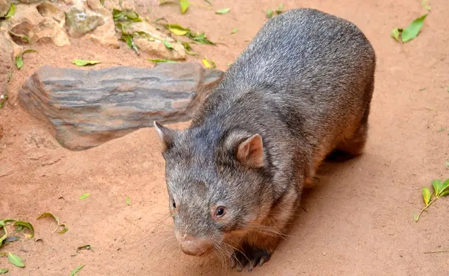 wombat australie